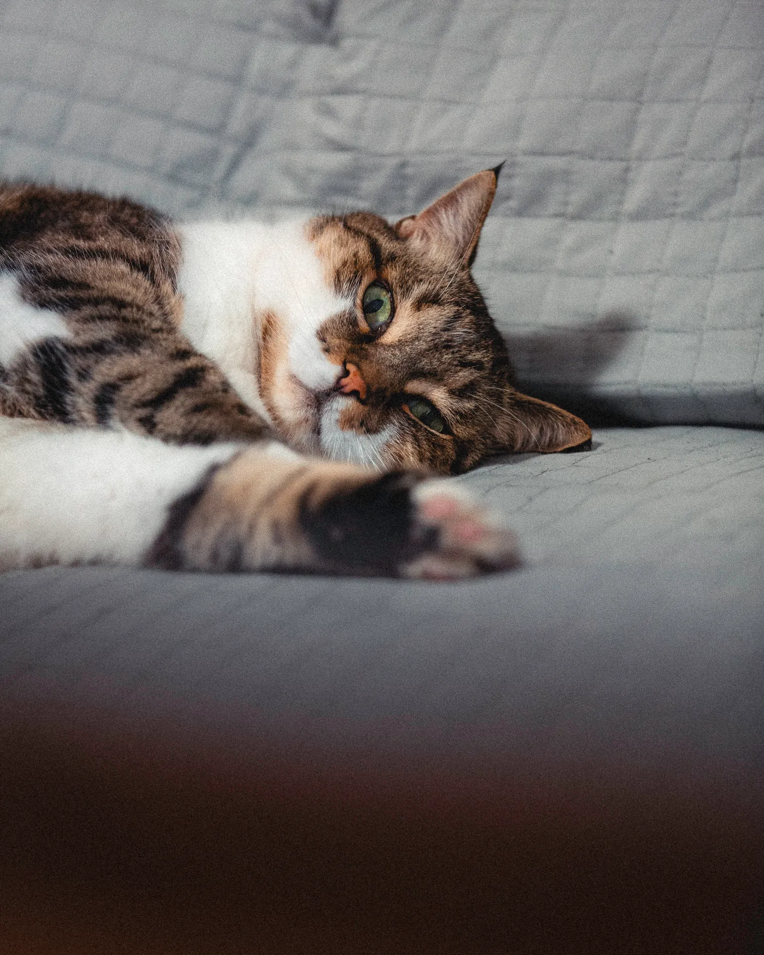 gatto-divano