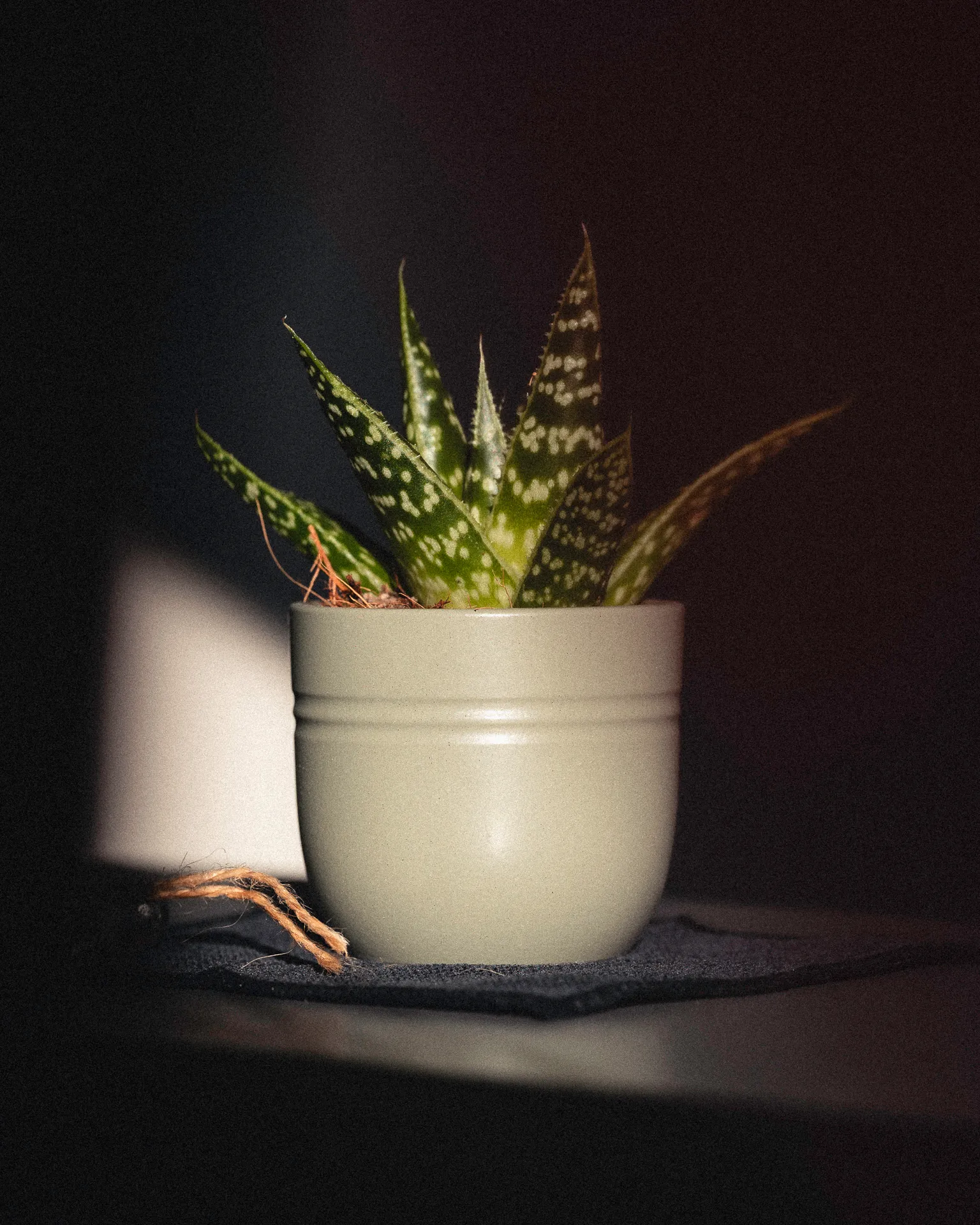 pianta-aloe